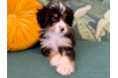 Mini Bernedoodle Pup Being Cute
