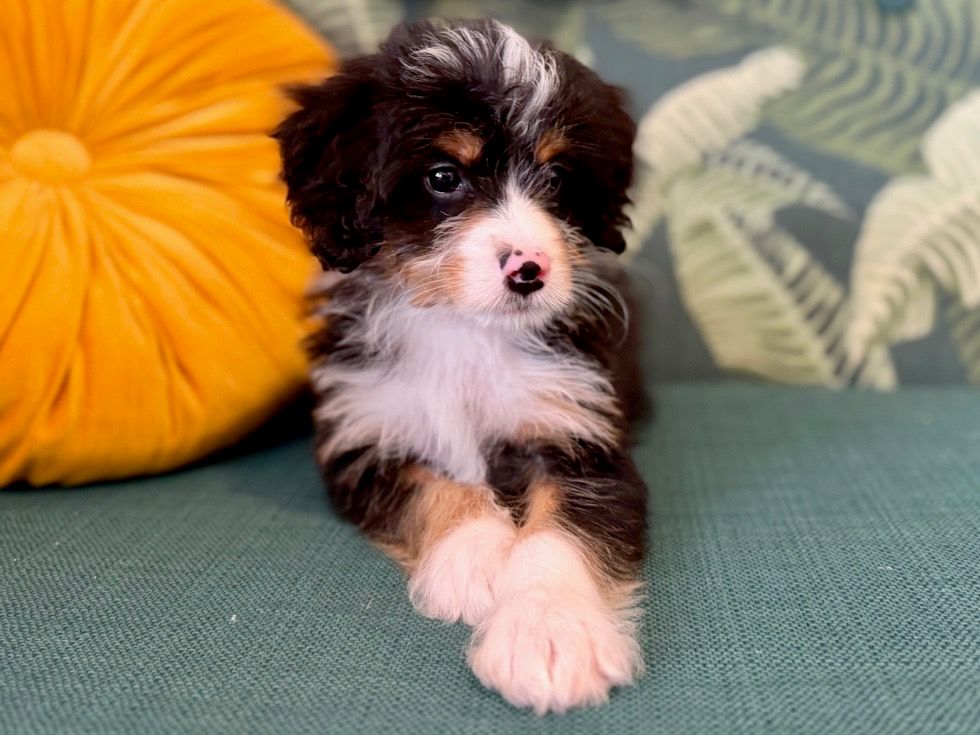 Mini Bernedoodle Pup Being Cute