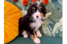 Cute Mini Bernedoodle Poodle Mix Pup