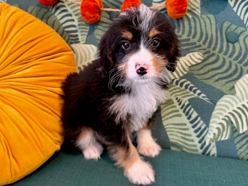 Cute Mini Bernedoodle Poodle Mix Pup
