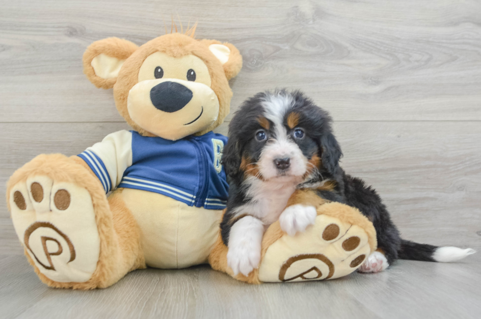 5 week old Mini Bernedoodle Puppy For Sale - Seaside Pups