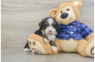 Mini Bernedoodle Pup Being Cute