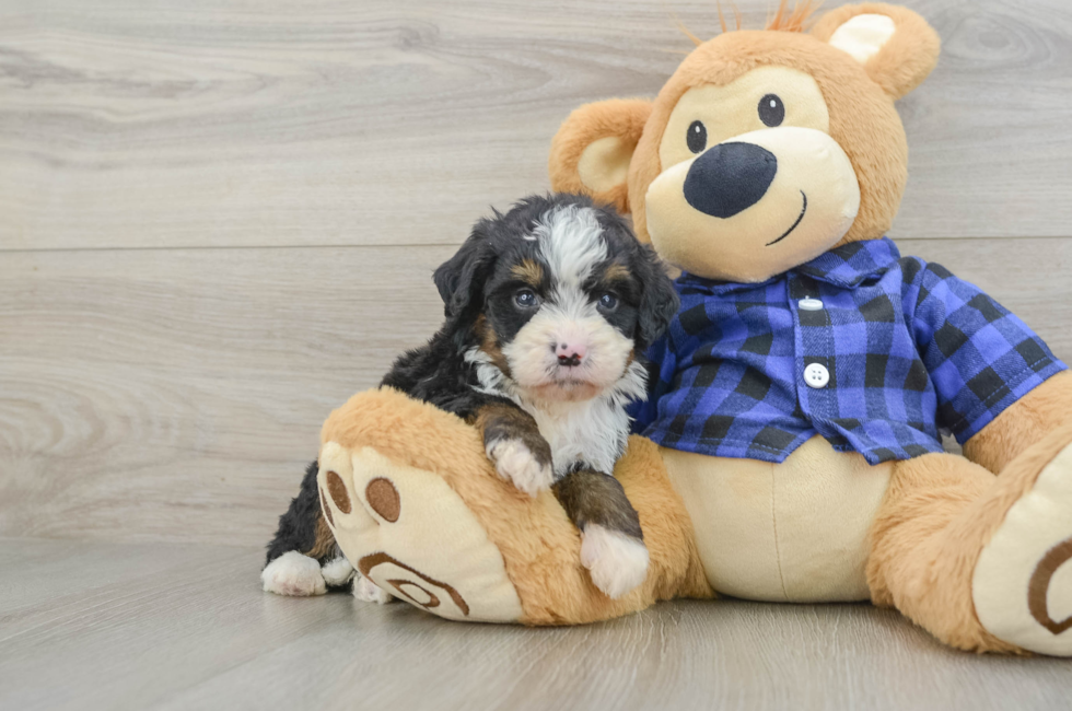 7 week old Mini Bernedoodle Puppy For Sale - Seaside Pups