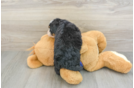 Mini Bernedoodle Puppy for Adoption