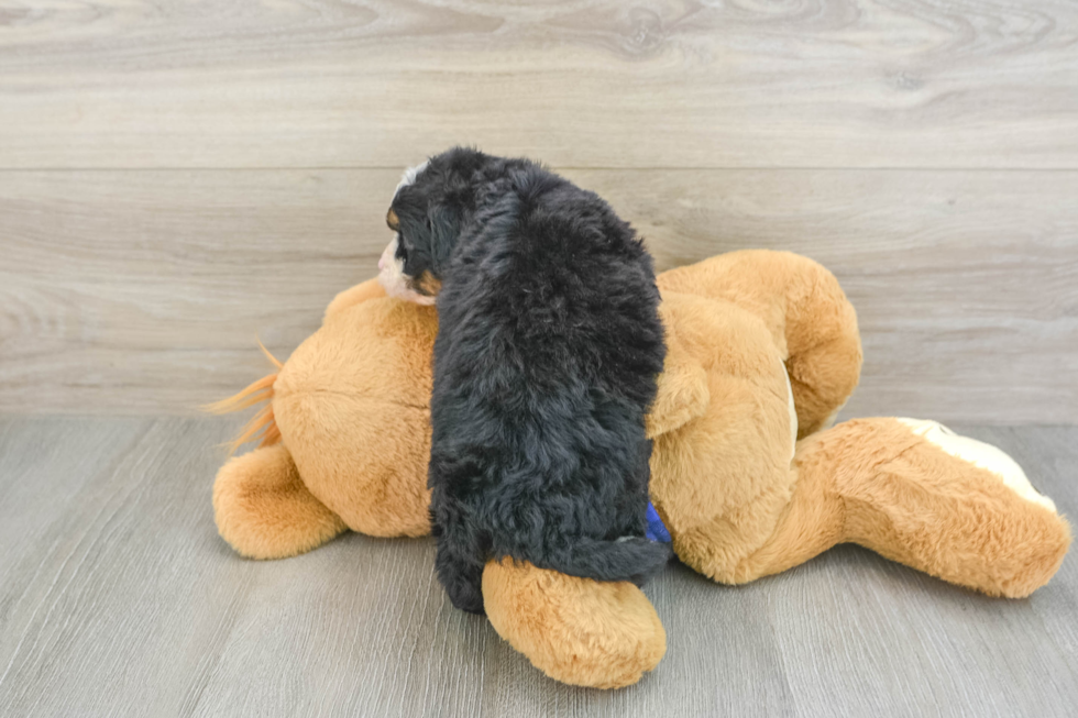 Mini Bernedoodle Puppy for Adoption