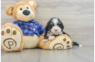 Smart Mini Bernedoodle Poodle Mix Pup