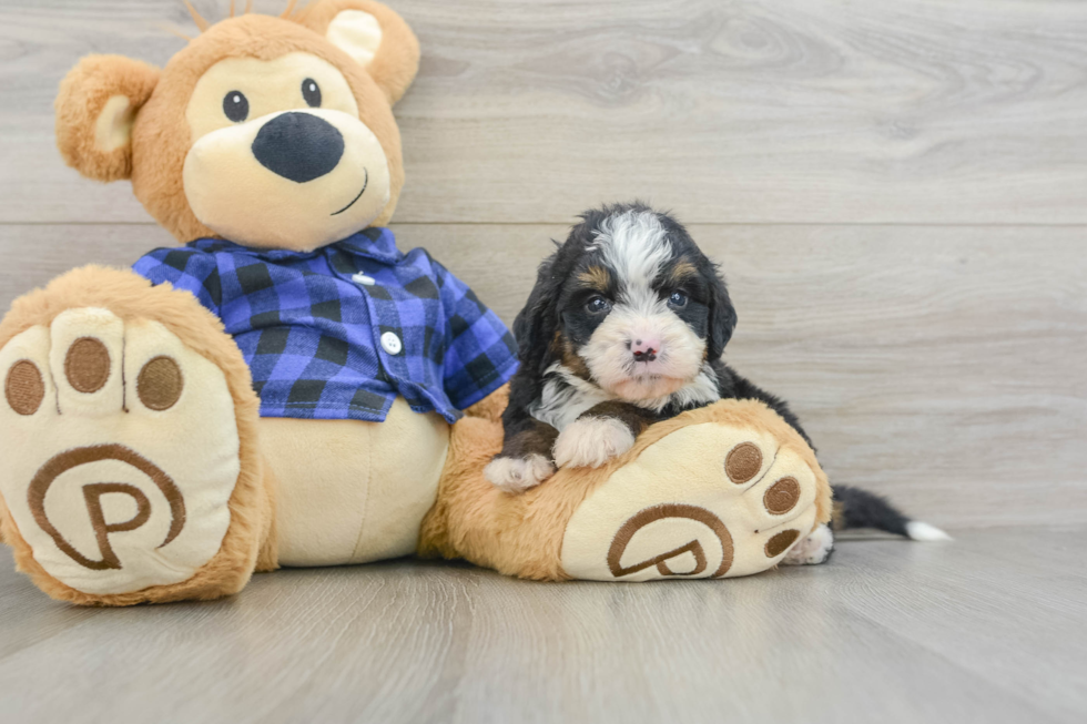Smart Mini Bernedoodle Poodle Mix Pup
