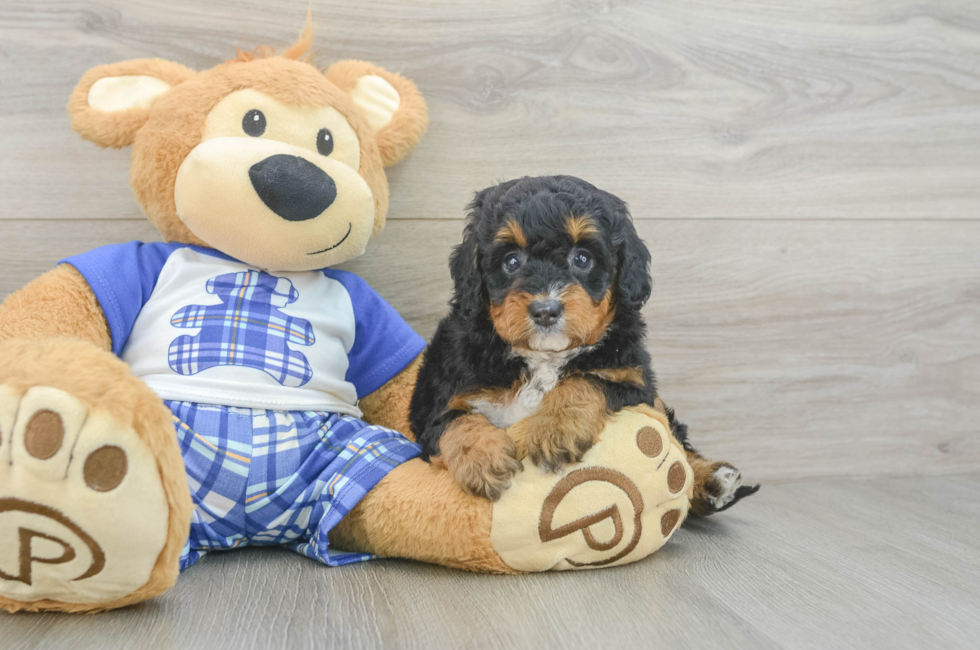 5 week old Mini Bernedoodle Puppy For Sale - Seaside Pups