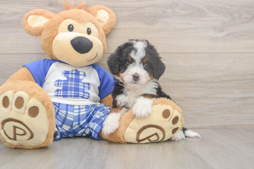 5 week old Mini Bernedoodle Puppy For Sale - Seaside Pups