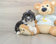 7 week old Mini Bernedoodle Puppy For Sale - Seaside Pups