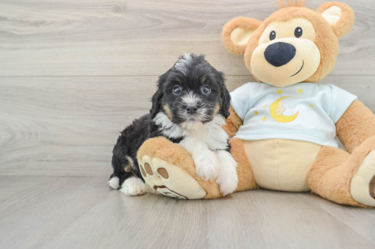 Mini Bernedoodle Puppy for Adoption