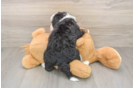 Mini Bernedoodle Pup Being Cute