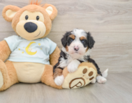 7 week old Mini Bernedoodle Puppy For Sale - Seaside Pups