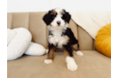 Best Mini Bernedoodle Baby