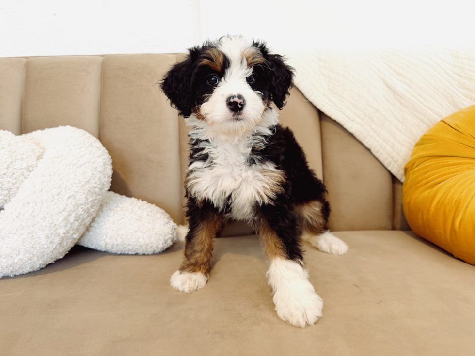 Best Mini Bernedoodle Baby