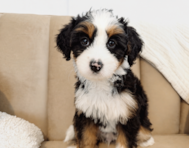 8 week old Mini Bernedoodle Puppy For Sale - Seaside Pups