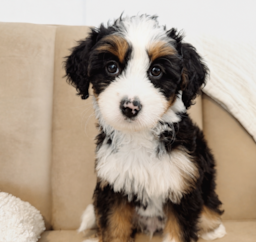 9 week old Mini Bernedoodle Puppy For Sale - Seaside Pups