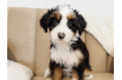 Cute Mini Bernedoodle Baby