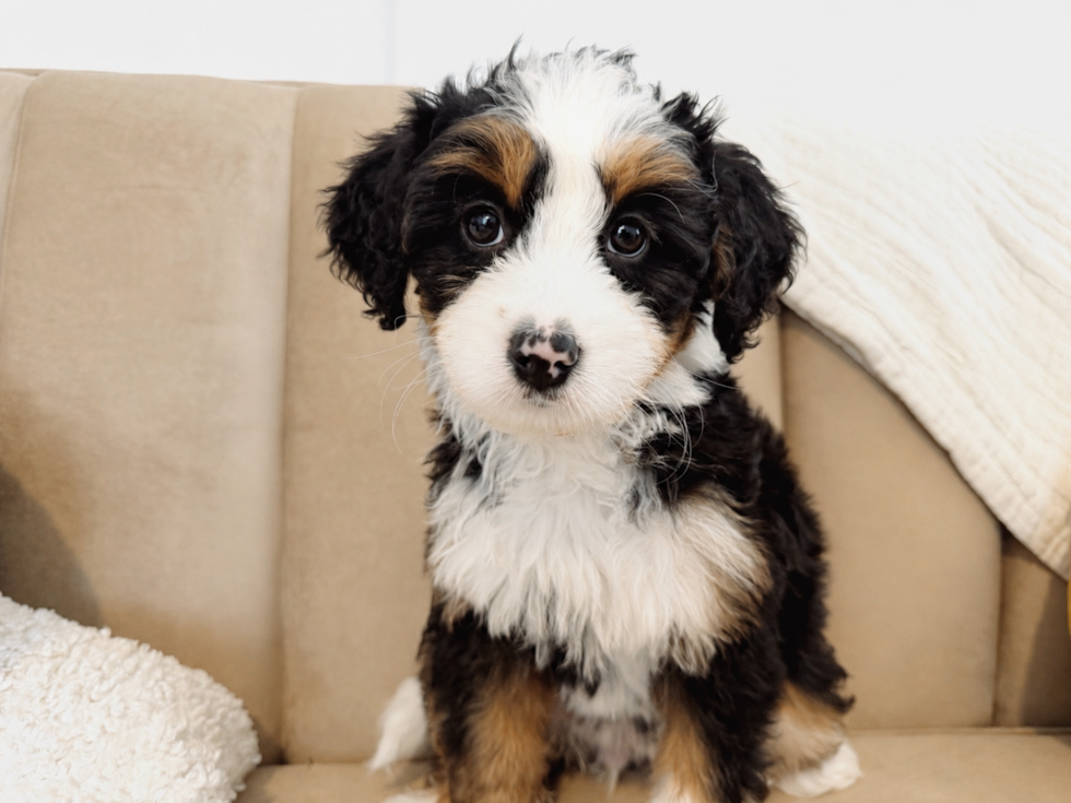 Cute Mini Bernedoodle Baby