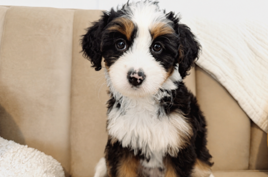 Best Mini Bernedoodle Baby