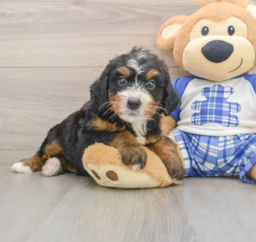7 week old Mini Bernedoodle Puppy For Sale - Seaside Pups