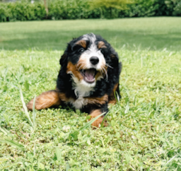 9 week old Mini Bernedoodle Puppy For Sale - Seaside Pups