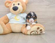 6 week old Mini Bernedoodle Puppy For Sale - Seaside Pups