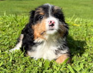 9 week old Mini Bernedoodle Puppy For Sale - Seaside Pups