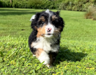 9 week old Mini Bernedoodle Puppy For Sale - Seaside Pups