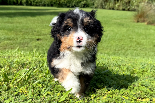 Mini Bernedoodle Pup Being Cute