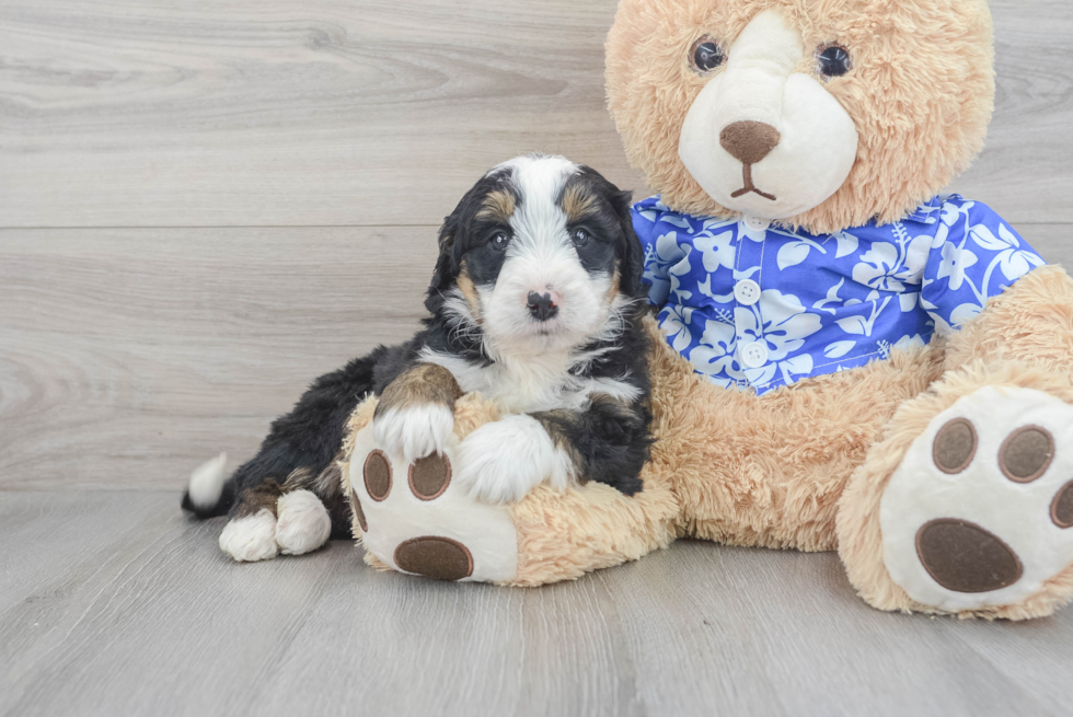 Friendly Mini Bernedoodle Baby