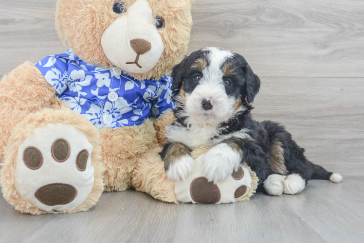 Best Mini Bernedoodle Baby
