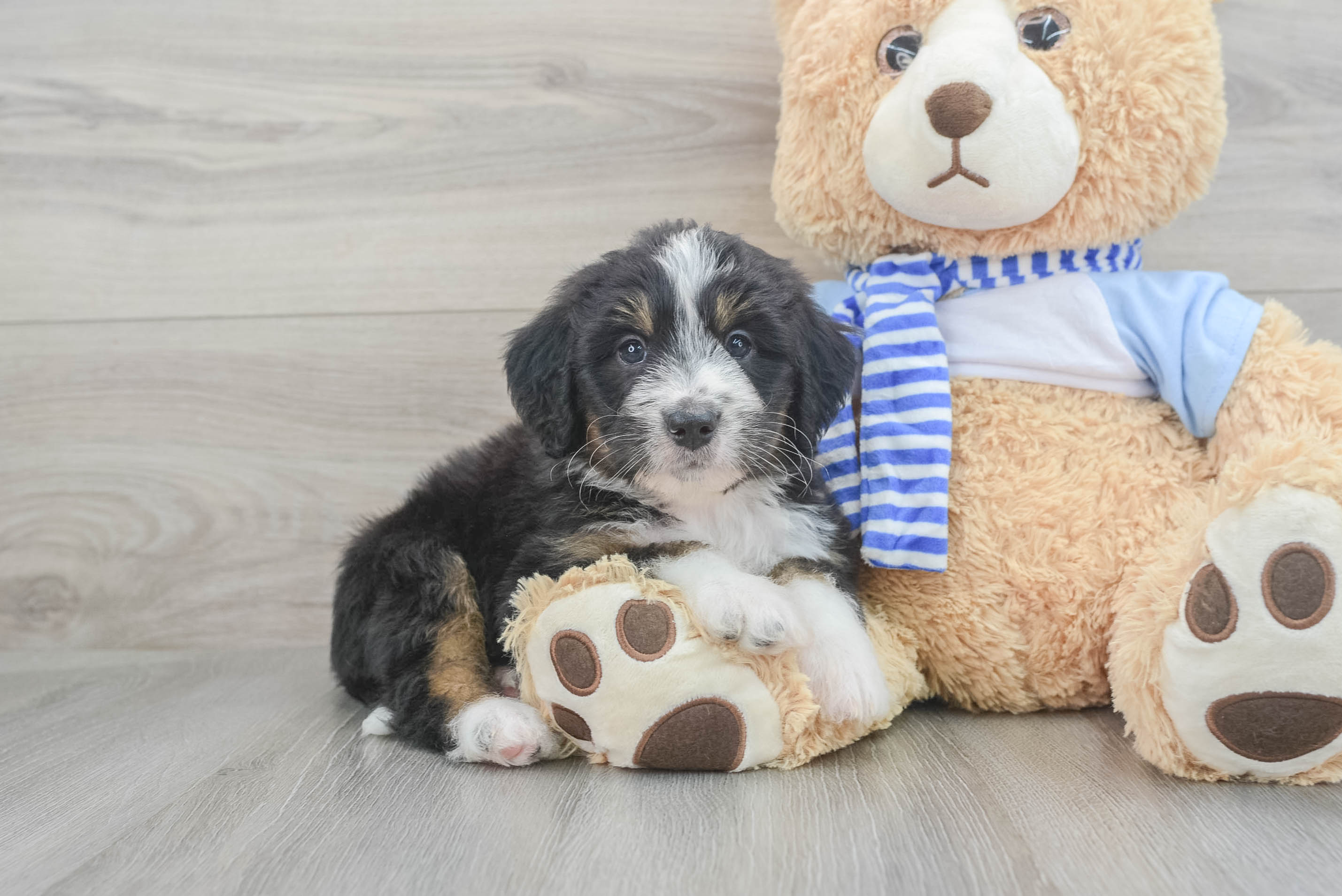 Funny Mini Bernedoodle Poodle Mix Pup