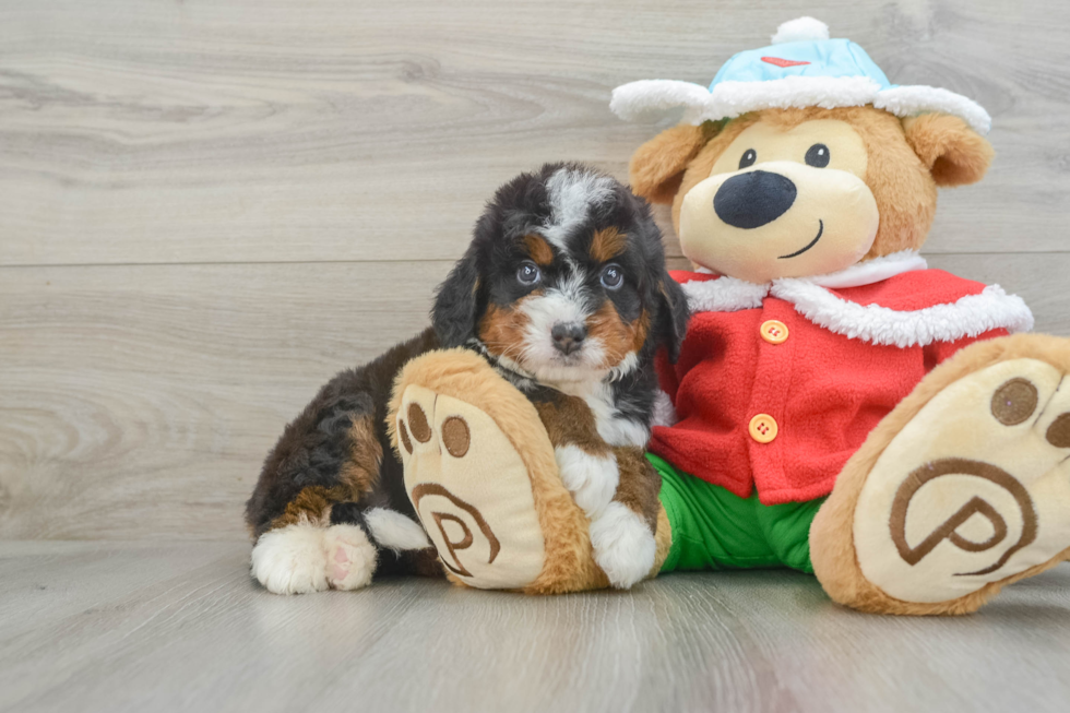 Fluffy Mini Bernedoodle Poodle Mix Pup