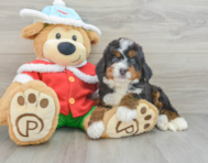 6 week old Mini Bernedoodle Puppy For Sale - Seaside Pups