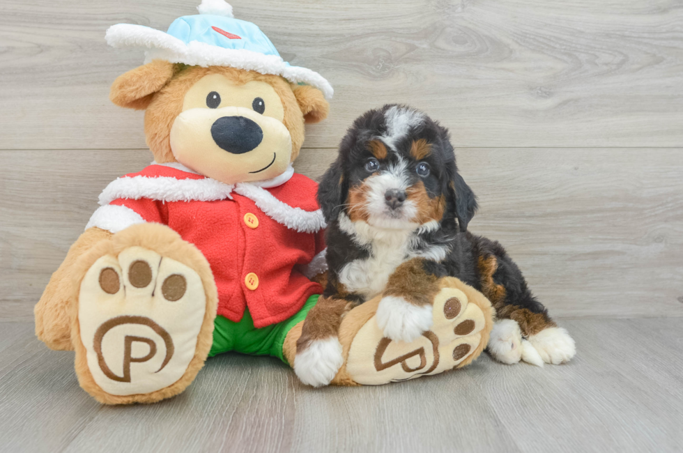 6 week old Mini Bernedoodle Puppy For Sale - Seaside Pups