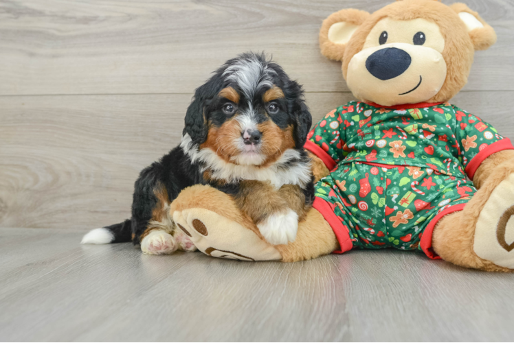 Hypoallergenic Mini Berniedoodle Poodle Mix Puppy