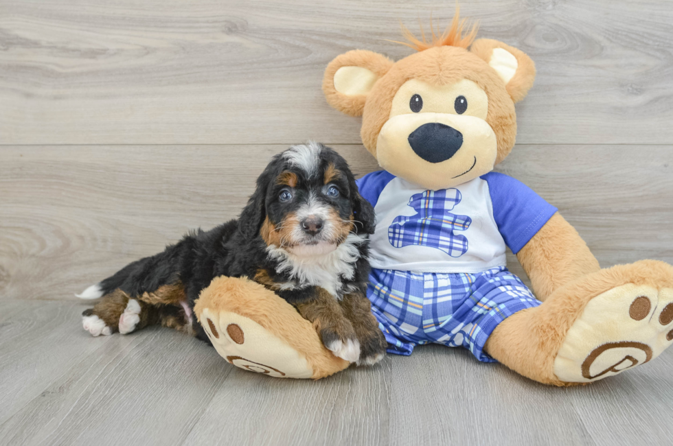 6 week old Mini Bernedoodle Puppy For Sale - Seaside Pups