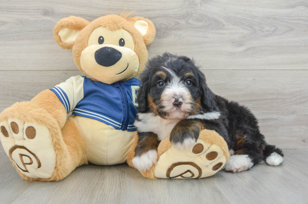 5 week old Mini Bernedoodle Puppy For Sale - Seaside Pups