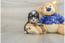 Hypoallergenic Mini Bernese Poodle Poodle Mix Puppy