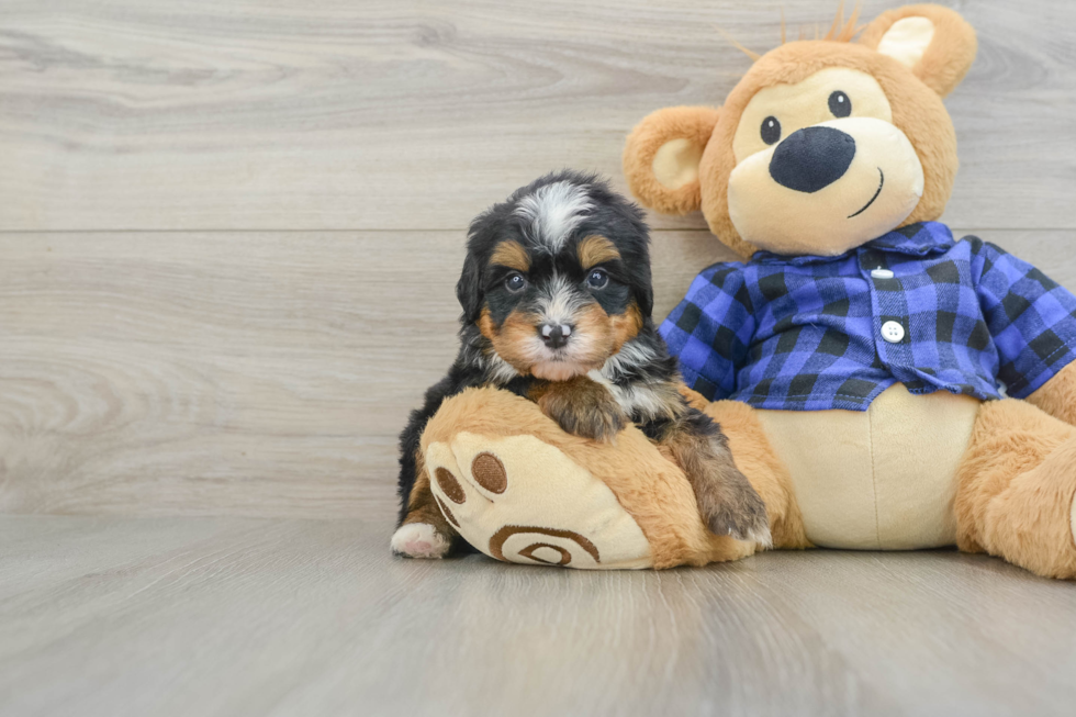 Hypoallergenic Mini Bernese Poodle Poodle Mix Puppy