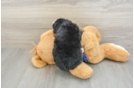 Mini Bernedoodle Puppy for Adoption