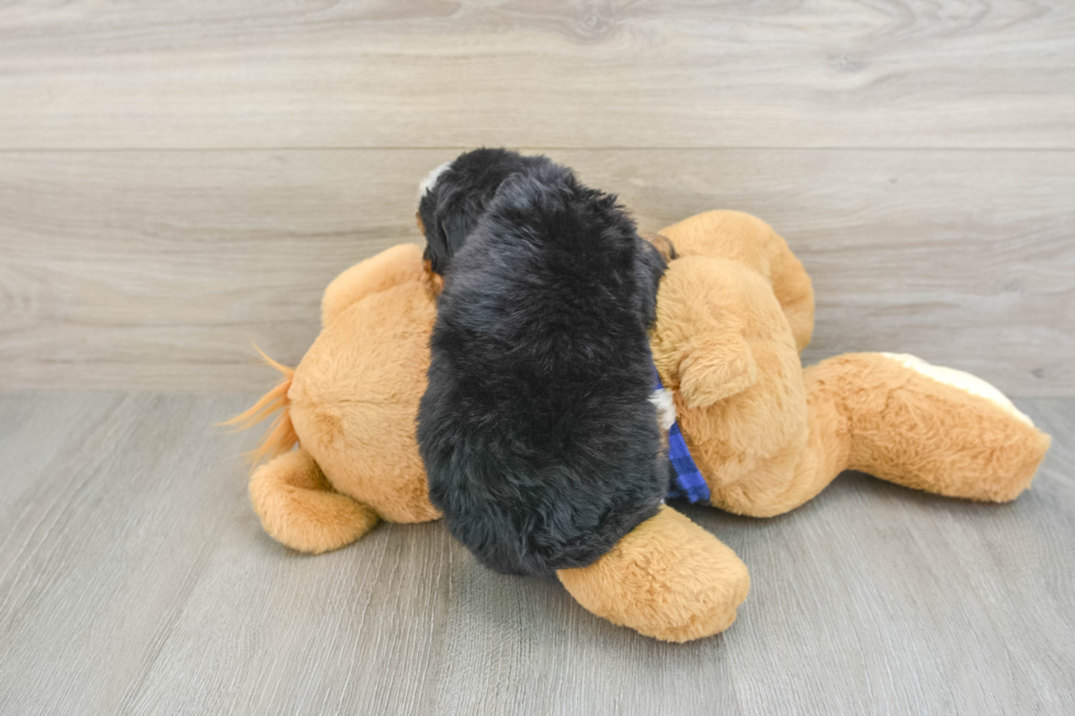 Mini Bernedoodle Puppy for Adoption