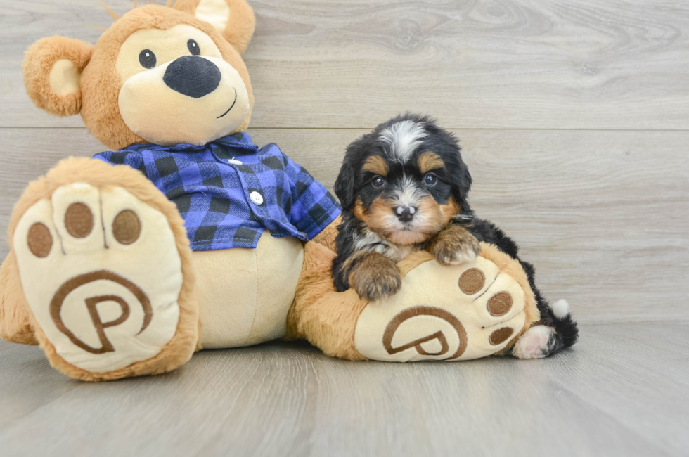 7 week old Mini Bernedoodle Puppy For Sale - Seaside Pups