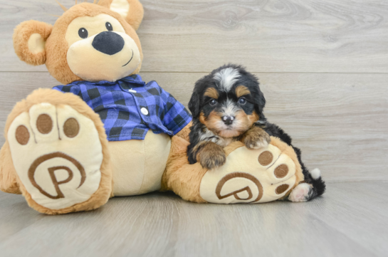 Mini Bernedoodle Puppy for Adoption