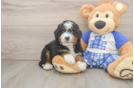 Small Mini Bernedoodle Baby