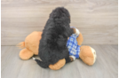 Friendly Mini Bernedoodle Baby