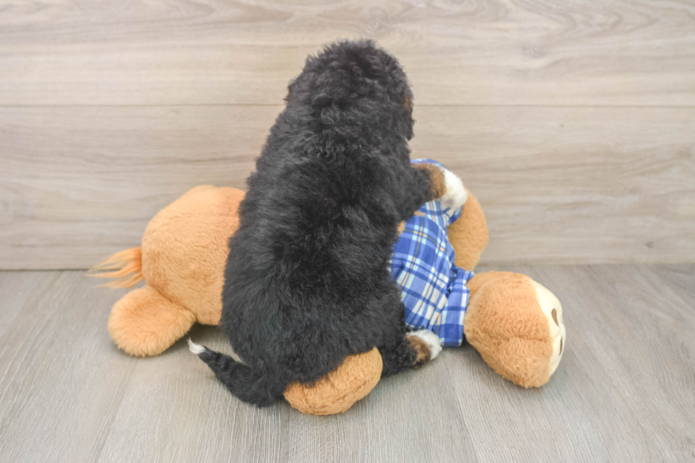 Friendly Mini Bernedoodle Baby
