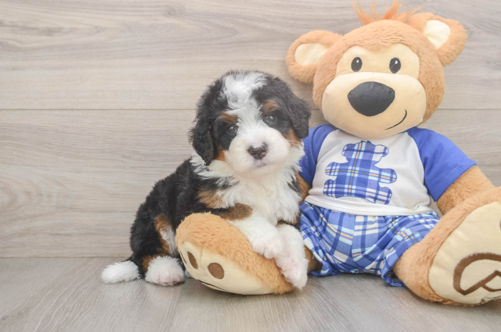 5 week old Mini Bernedoodle Puppy For Sale - Seaside Pups