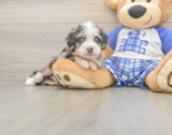 5 week old Mini Bernedoodle Puppy For Sale - Seaside Pups
